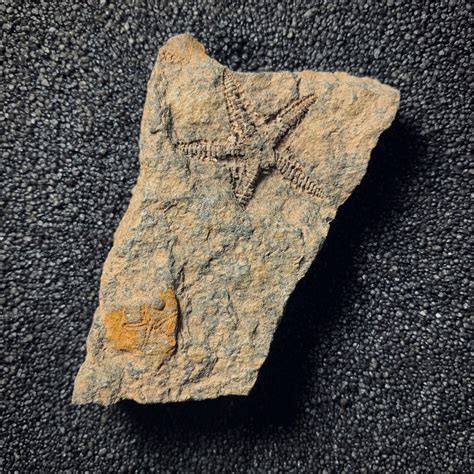ysurus